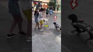 Who Wins? Real Dog vs Robot Dog 😱