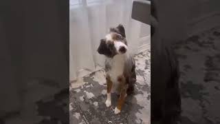 dog is perplexed 😆❤️