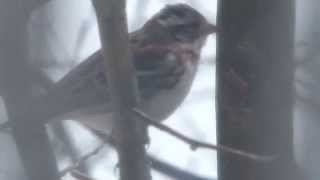 Rustic Bunting Calling カシラダカの地鳴き♪＠樹上（冬の野鳥）