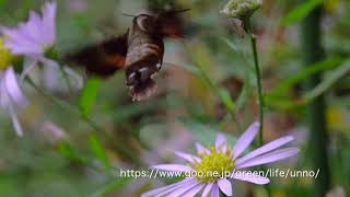 Hummingbird hawk-moth in my garden 庭の花の蜜を吸うホシホウジャク