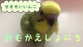 【セキセイインコ 雛 blog】新しい家族をお迎えしました/雛の鳴き声 /The budgie meeting first day #セキセイインコ#お迎え #セキセイインコ雛