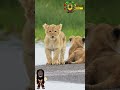 Cub X Cubs with love #lioncub  #babyanimals #shorts