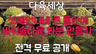 많은 분들이 궁금해하셨던 '큰 돌판에 바위솔다육 화분 만드는 방법, 무료강의로 무료 공개!