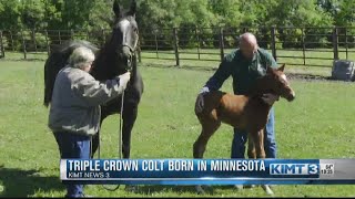 Son of Horse Racing Triple Crown Winner Justify born in Minnesota