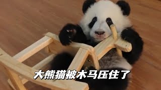 A giant panda rides a wooden horse, but is ridden by a wooden horse大熊猫玩木马，爬不上去导致翻车，把自己压着了