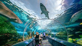 Ripley’s Aquarium of Canada 🇨🇦..aquarium in Toronto ,Ontario .🐟🐠🐡🦈🐬🥰Summer 2024 .🥰🥰#CANADA#