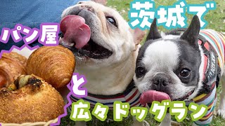 つくば犬たちの森ドッグラン キャンプ場と、イオンモールつくばのペニーレインで日帰りドライブ！