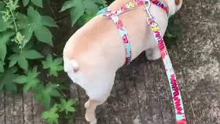 best harness for french bulldog