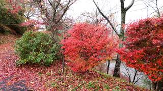 【紅葉】丹波篠山市 王地山公園紅葉（2020年）4K再編集