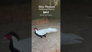 Silver Pheasant | Saguna Baug Agro Tourism Farm