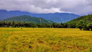 Green village💚🌷🍃 Puduppadi kozhikode kerala