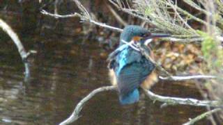 Kingfisher Grooming