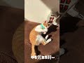 ねこじゃらし ねこのいる生活 ねこ ライラック ちゃたろう かわいい