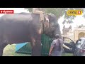 mysore dasara elephants ಮೊದಲ ಬಾರಿಗೆ ದಸರಾದಲ್ಲಿ ರೋಹಿತ್ ಆನೆ local18