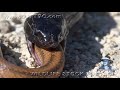 Indigo Snake Eats Rat Snake 01 - Snake vs Snake