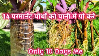 Pani me Grow Hone vale Permanent Plants || Plants Grow in Water || Plants Propagation in Water