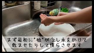 【セキセイインコ】初めての水浴び🐦シンクで水慣れ練習🚿  The bathe of the budgerigar  #2