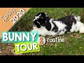 Spring Bunny Tour & Daily Routine 2020