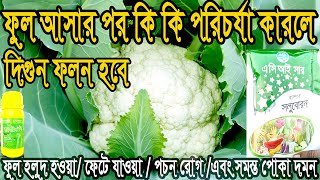 ফুলকপির গুটি আসার পর পরিচর্যা। ফুল পচা রোগ দমন। ফুল ফেটে যাওয়া রোগ দমন। এবং পোকা দমন। ফুলকপি চাষ।