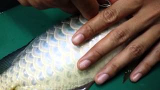 Arowana..Remove Chip Scale..