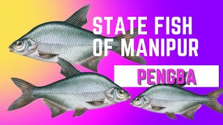 state fish of manipur *.*pengba #shorts #fisheries #manipur