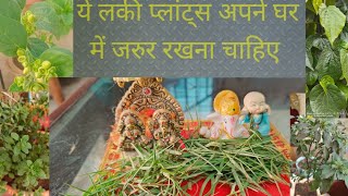 ये शुभ पौधे आपके घर में होना चाहिए //.  Must have lucky plants for your home