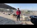 2025 2 26 xiaoxu s mountain life with dogs 个人救助流浪狗简直就是困难重重，基地断粮狗狗最基本的食物都供应不上。