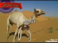 تيراب دبيت جميل