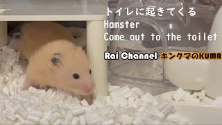 ハムスターがトイレをするために小屋から出てくる【キンクマKUMAのVlog.16】キンクマハムスターの普段