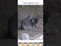 【マヌルネコ】シャーは挨拶なアズちゃんとナル君💜💛　 shorts 神戸どうぶつ王国 manul pallascat マヌルネコ 兔猻 pallasscat Манул