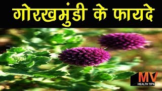 गोरखमुंडी के फायदे और उपयोगsphaeranthus indicus benefits|