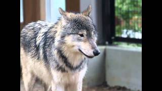 雨のオオカミ舎　ジェイとキナコとルーク