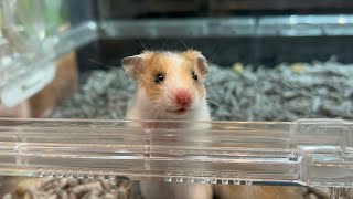 個性豊かな模様のゴールデンハムスター達🐹　熱帯倶楽部吉祥寺店