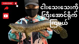 Snakehead Casting Mohnyin Kachin