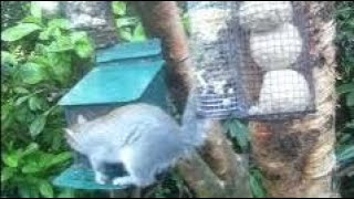 Blackbird And Squirrel On Winter Tuesday Visit To My Cottage Garden Scone Perth Perthshire Scotland