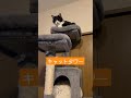 キャットタワー 本物 cat cute animals  れいりーちゃんねる 保護猫 保護猫と暮らす