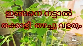 തക്കാളി തൈ നടുമ്പോൾ ഇങ്ങനെ ചെയ്തു നോക്കൂ തക്കാളി ചെടി തഴച്ചു വളരും