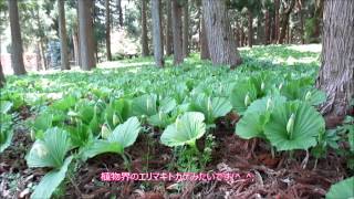 二本松市 羽山登山と満開近いクマガイソウ園