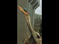 quetzalcoatlus goes on a rampage