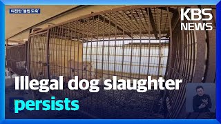 Illegal dog slaughter persists / KBS  2025.02.21.