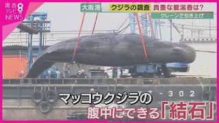 【特集】体長15メートル・体重40トン　大阪湾の\