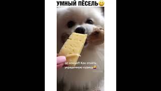 умный пёсель