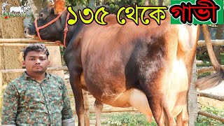 মাত্র ১৩৫ হাজার টাকা থেকে সেরা সেরা গাভী।মামুন ভাই মানেই সবার চেয়ে কমদামে গাভী বিক্রি। Krishi TV