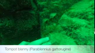 Tompot blenny (Parablennius gattorugine)