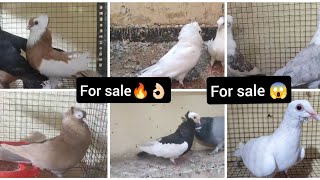 pigeon's🕊️lot for sale🔥✅contact no:9177620592 location Hyderabad