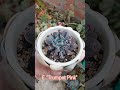 echeveria trumpet pink