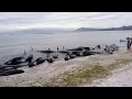 Aparecen 300 ballenas muertas en una playa de Nueva Zelanda