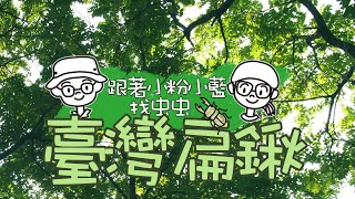 臺灣扁鍬形蟲