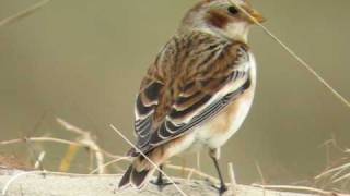 sneeuwgors snow bunting