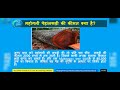 महोगनी के पेड़ की जानकारी mahogany tree information